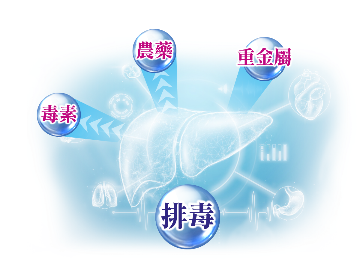 Liver